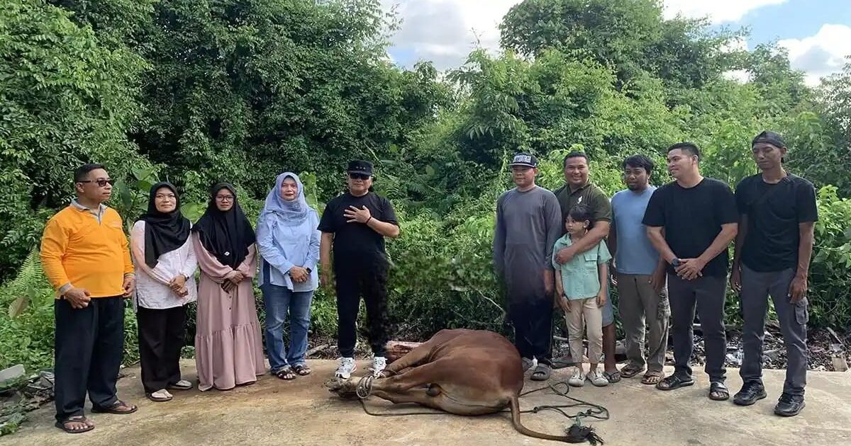 Pemkab Kubu Raya Kurban 23 Sapi Tanpa Dana APBD