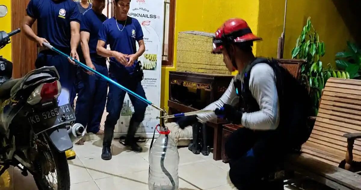 Damkar Sekadau Evakuasi Ular Kobra dari Rumah Warga