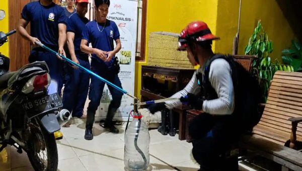 Damkar Sekadau Evakuasi Ular Kobra dari Rumah Warga