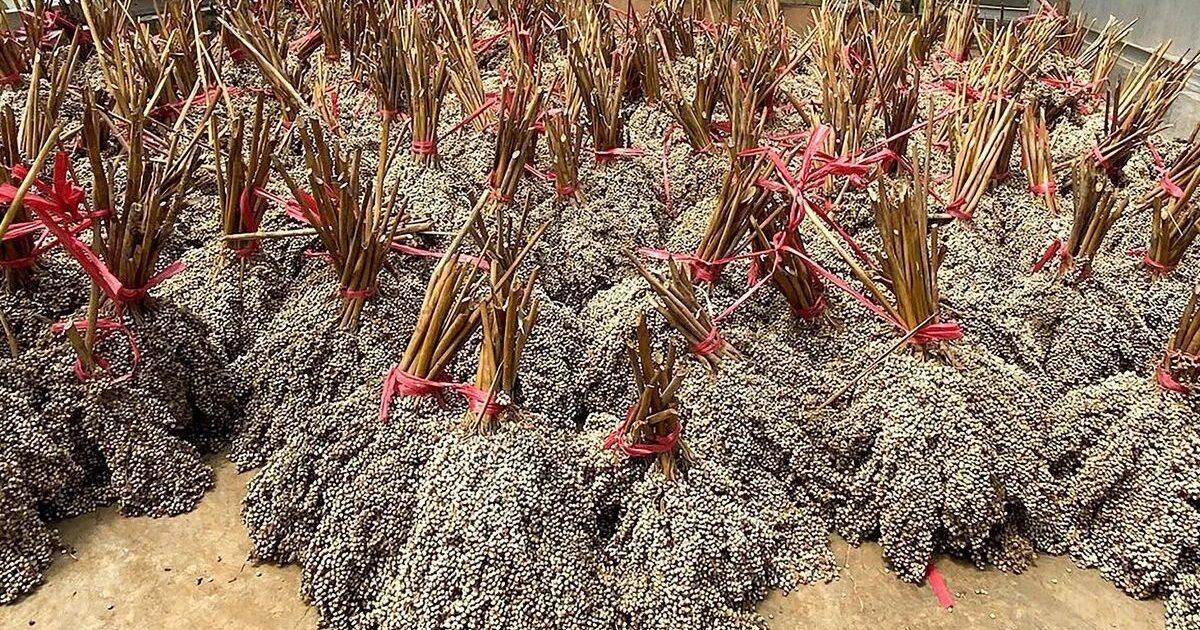 PLN EPI Gandeng Itera Kembangkan Bioenergi Nasional