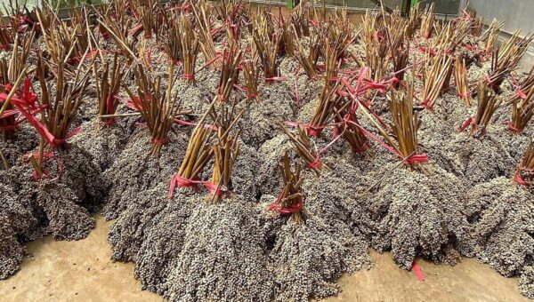 PLN EPI Gandeng Itera Kembangkan Bioenergi Nasional