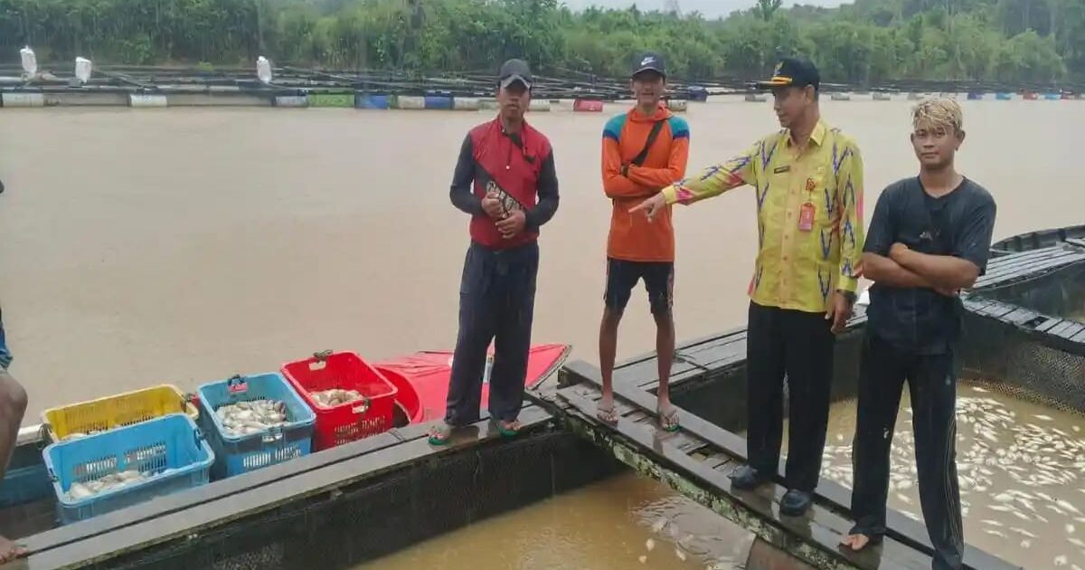 Ribuan Ikan Keramba Mati di Mempawah, Air Diduga Asam