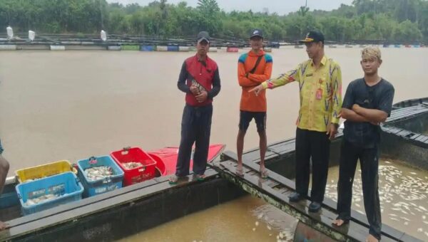 Ribuan Ikan Keramba Mati di Mempawah, Air Diduga Asam