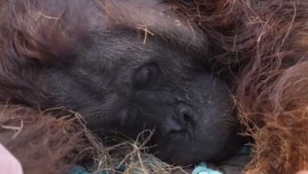 Tragis! Orangutan Jantan Ditemukan Lemas di Kebun Sawit Ketapang, Tim Medis Lakukan Penyelamatan Darurat