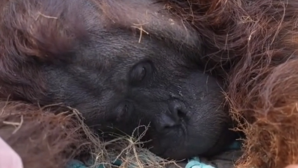 Tragis! Orangutan Jantan Ditemukan Lemas di Kebun Sawit Ketapang, Tim Medis Lakukan Penyelamatan Darurat